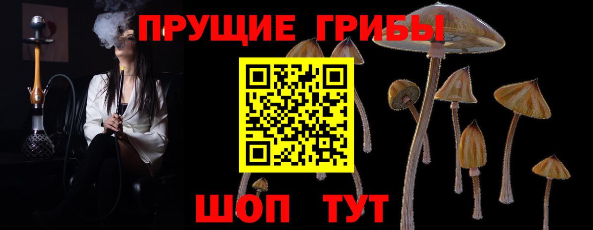 Псилоцибиновые грибы Psilocybe  Вход с VPN  Тара  Псилоцибиновые грибы ЛСД 
